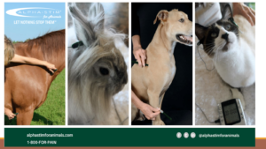 SIGNS YOUR ANIMAL COULD BE IN PAIN: Crying or moaning Change in attitude or personality Development of abnormal gait Shifting weight off of or favoring one leg Guarding a body part Difficulties getting comfortable Trouble getting up and/or down Avoidance of play or activity Swishing tail or pinning ears Development of new biting or kicking Recovering from surgery or injury